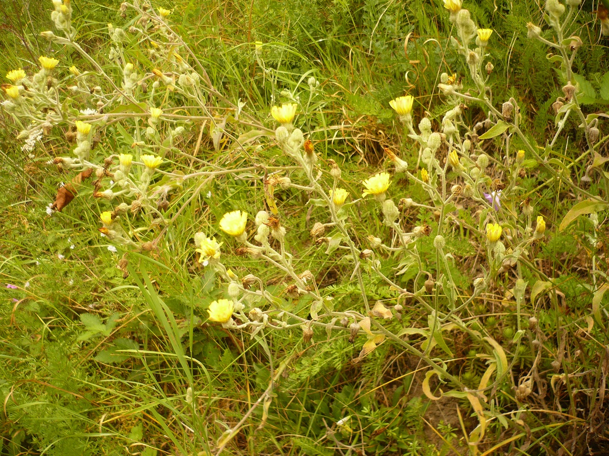 Andryala integrifolia (Asteraceae)